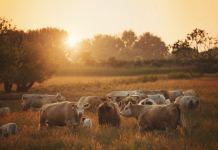 Parasite Control Isn’t Optional — It’s a Profit Strategy